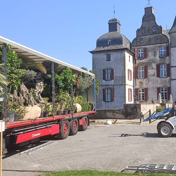 uhlhorn-spezialtransporte-pflanzen-schloss Uhlhorn Spezialtransporte: Olivenbäume per Sattelauflieger vor historischem Schloss angeliefert, Pflanzentransport, Sonderfracht.